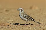 Lark Sparrow